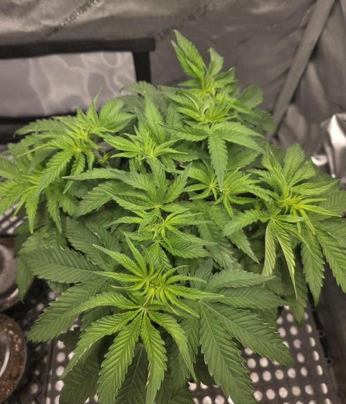 Orange Creampop. Week 6