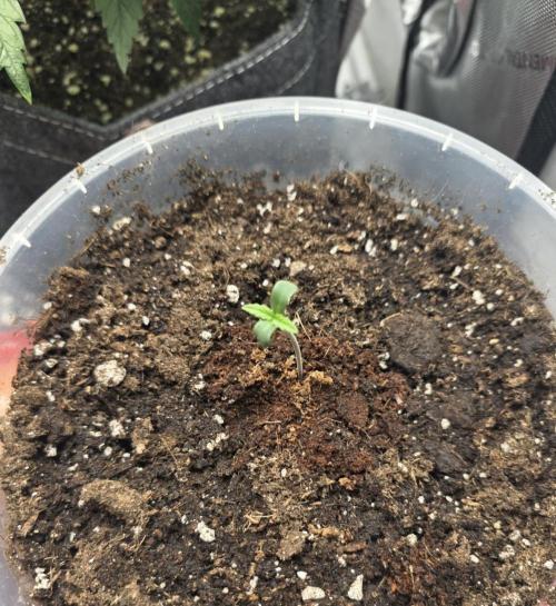 Killer Haze Auto - Outdoor. Week 1 - Day 2