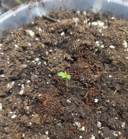 2nd Try Outdoor - Brutalis Auto. Week 1 - Day 2