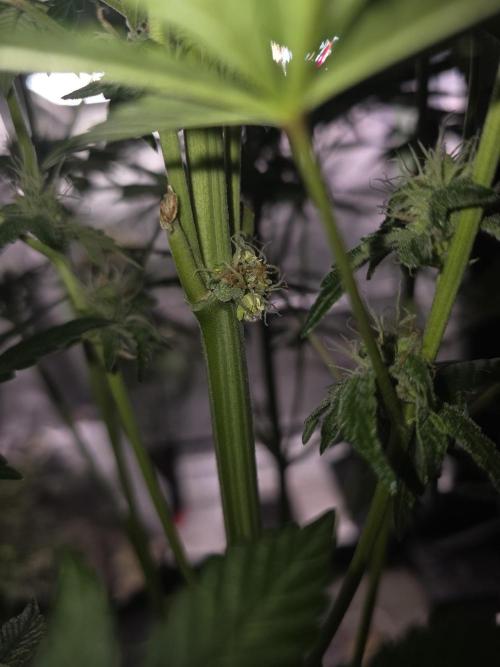 SSSC - Tropical Ice Cream - No Contest. Week 10 - Day 65