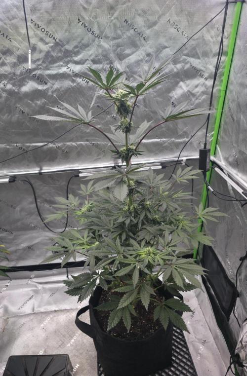 The Special (Gassy) One - F027- Contest. Week 10 - Day 67