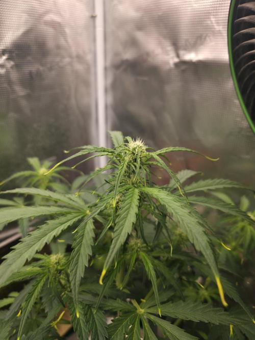 Amnesia Bilbo Auto. Week 6
