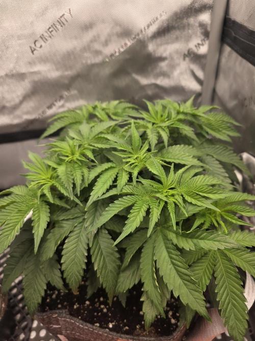 Orange Creampop. Week 6