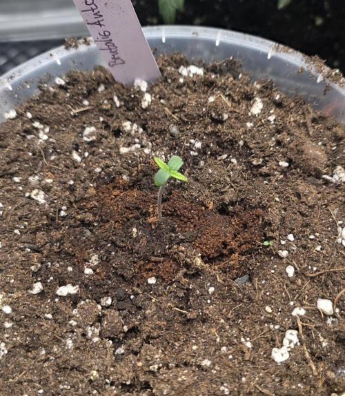 2nd Try Outdoor - Brutalis Auto. Week 1 - Day 3