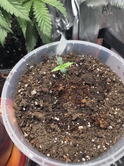 Killer Haze Auto - Outdoor. Week 1 - Day 3