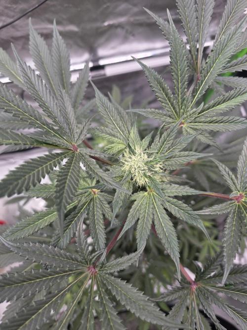 The Special (Gassy) One - F027- Contest. Week 10 - Day 68