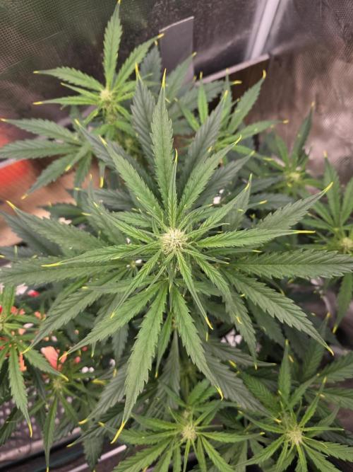 Amnesia Bilbo Auto. Week 6