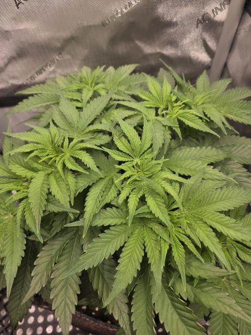Orange Creampop. Week 6