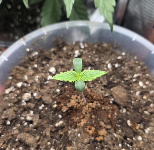 Killer Haze Auto - Outdoor. Week 1 - Day 4