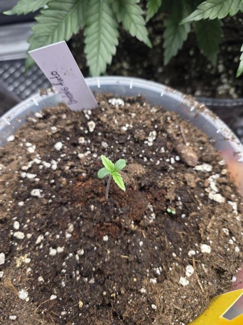 2nd Try Outdoor - Brutalis Auto. Week 1 - Day 4