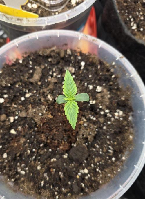Killer Haze Auto - Outdoor. Week 1 - Day 5