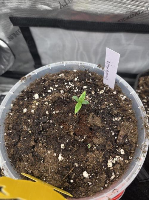 2nd Try Outdoor - Brutalis Auto. Week 1 - Day 5