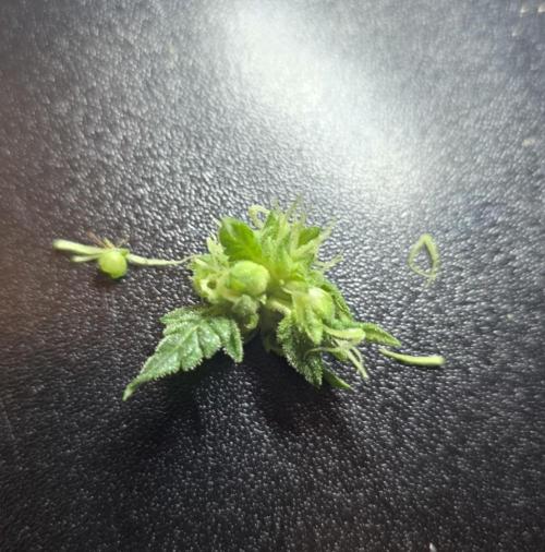 The Special (Gassy) One - F027- Contest. Week 10 - Seeds