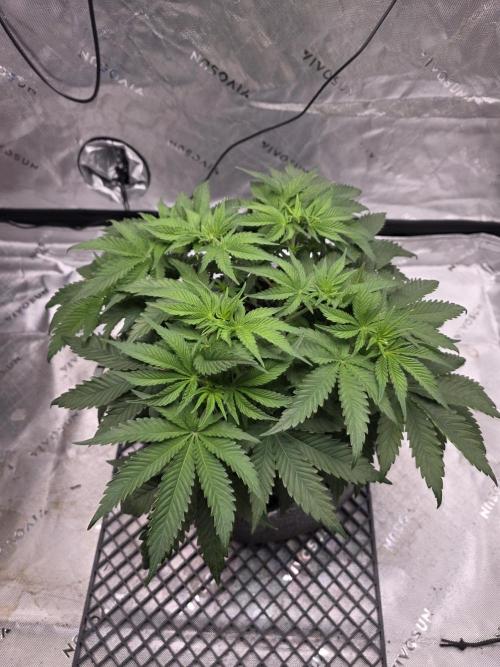 Orange Creampop. Week 6