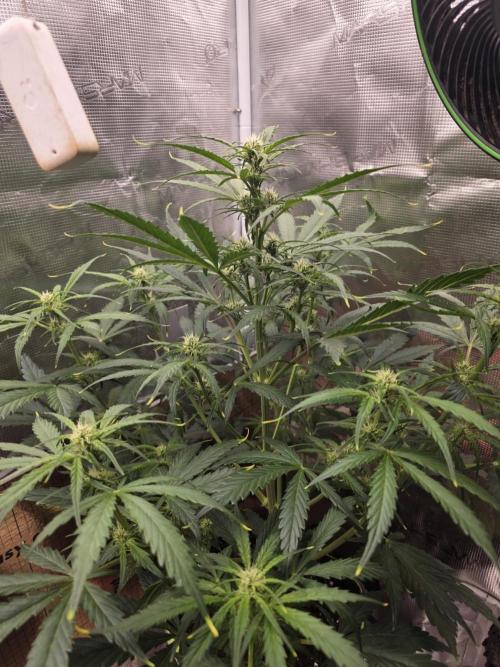 Amnesia Bilbo Auto. Week 6