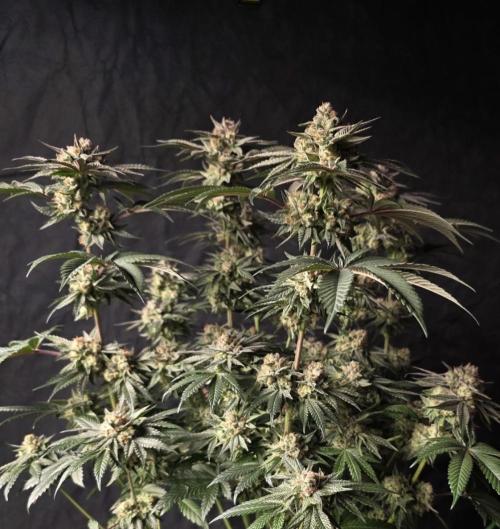 Studio Cherry - Wizard Trees. Week 15