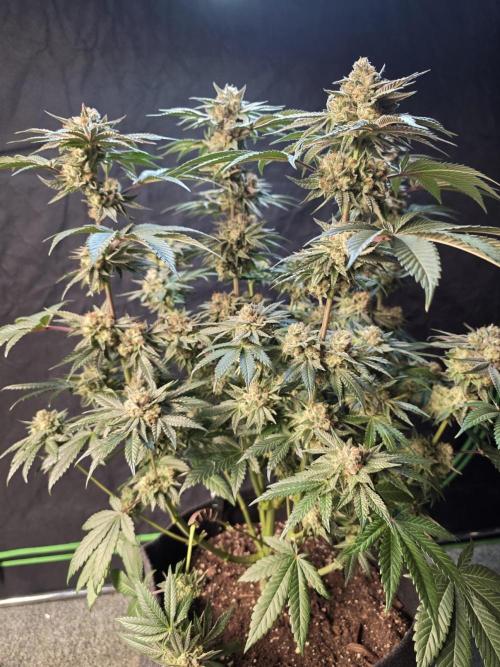 Studio Cherry - Wizard Trees. Week 15