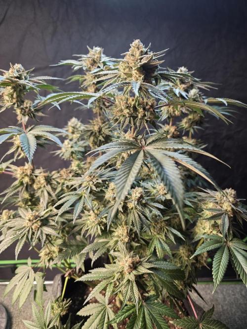 Studio Cherry - Wizard Trees. Week 15