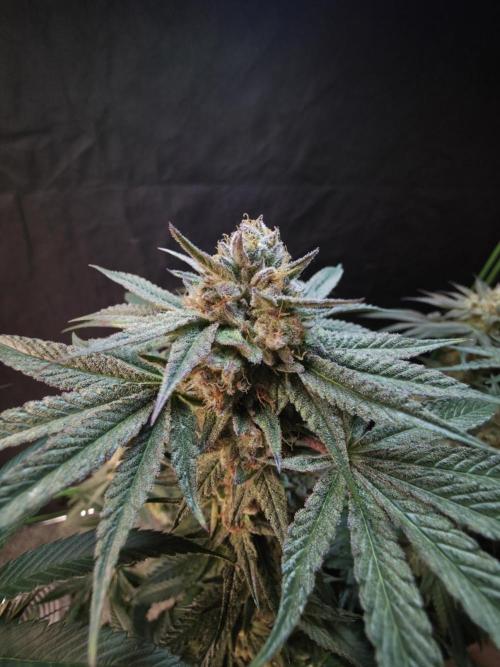 Studio Cherry - Wizard Trees. Week 15