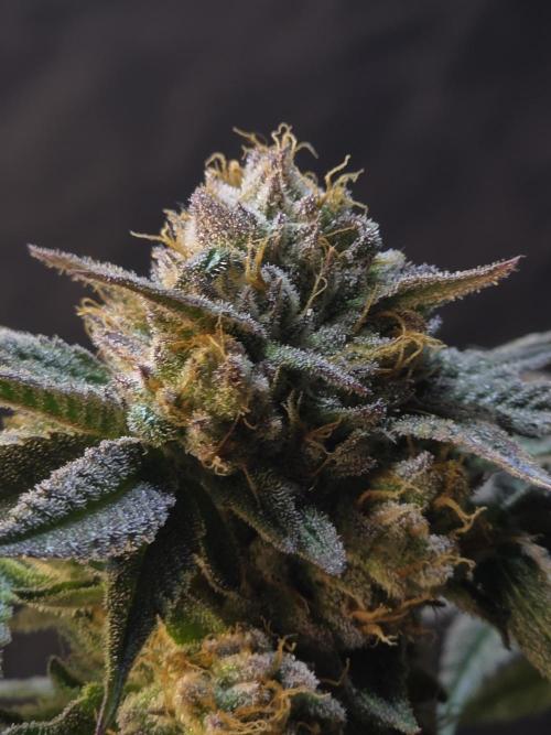 Wizard Trees - Studio Cherry door GrowerBaal