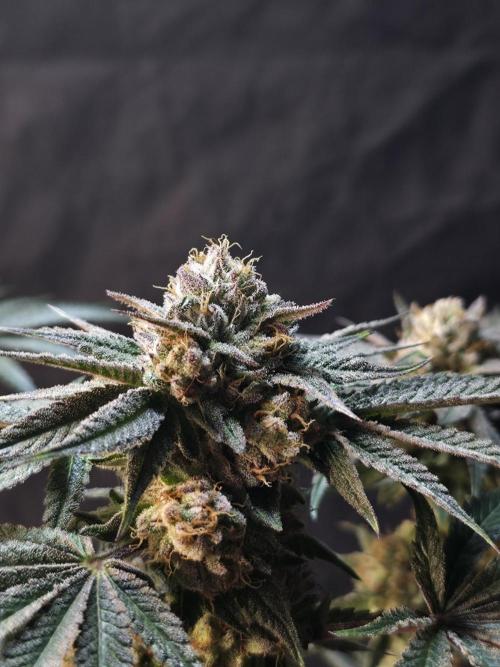 Studio Cherry - Wizard Trees. Week 15