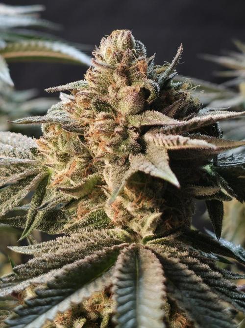 Studio Cherry - Wizard Trees. Week 15