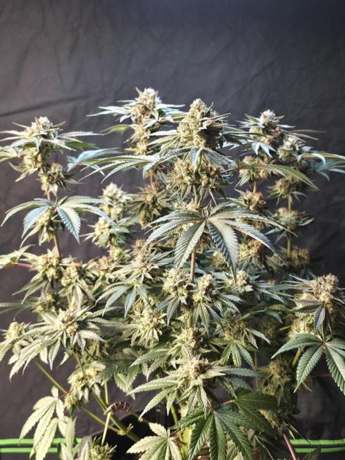 Studio Cherry - Wizard Trees. Week 15