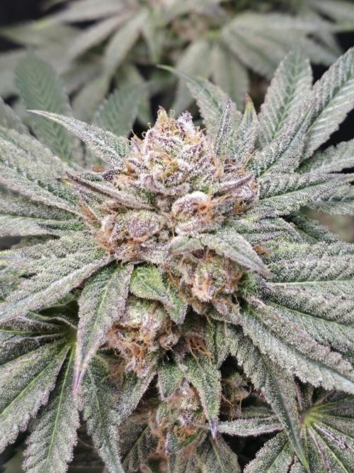 Studio Cherry - Wizard Trees. Week 15