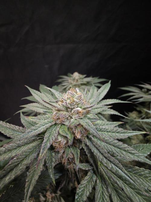 Studio Cherry. Week 15