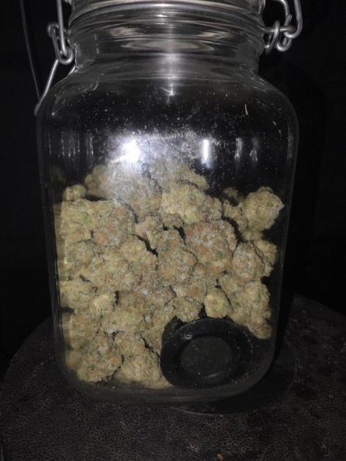 Studio Cherry - Wizard Trees. Week 15