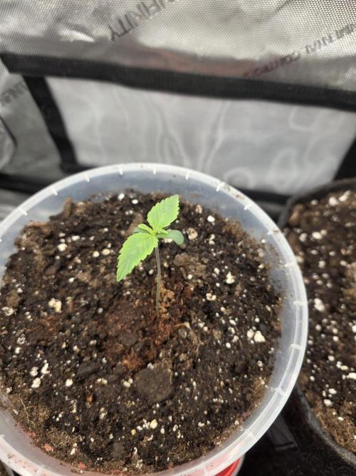 Killer Haze Auto - Outdoor. Week 1 - Day 6