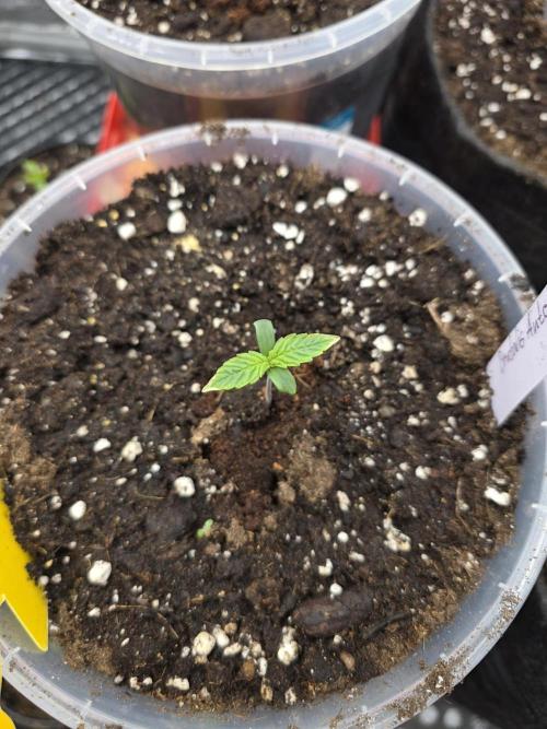 2nd Try Outdoor - Brutalis Auto. Week 1 - Day 6
