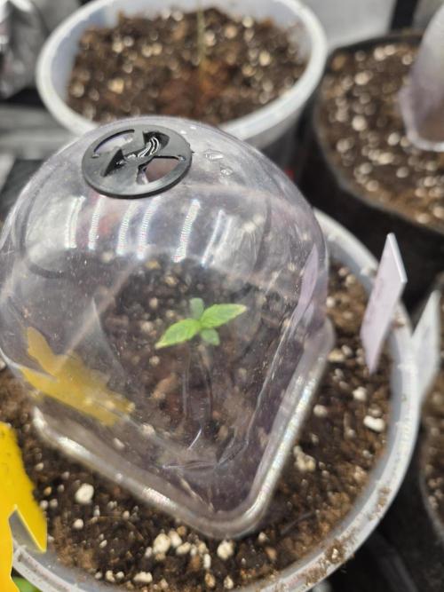 2nd Try Outdoor - Brutalis Auto. Week 1 - Day 6