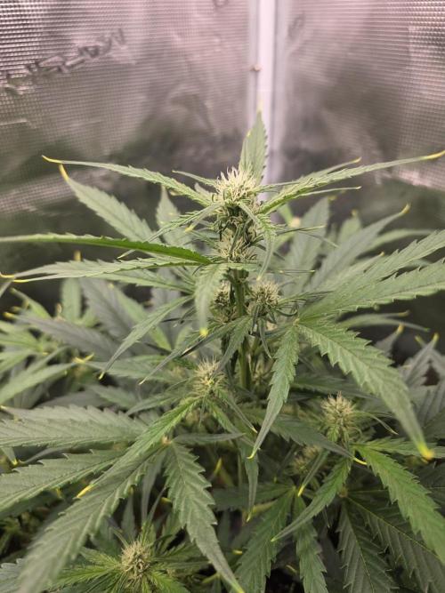 Amnesia Bilbo Auto. Week 6