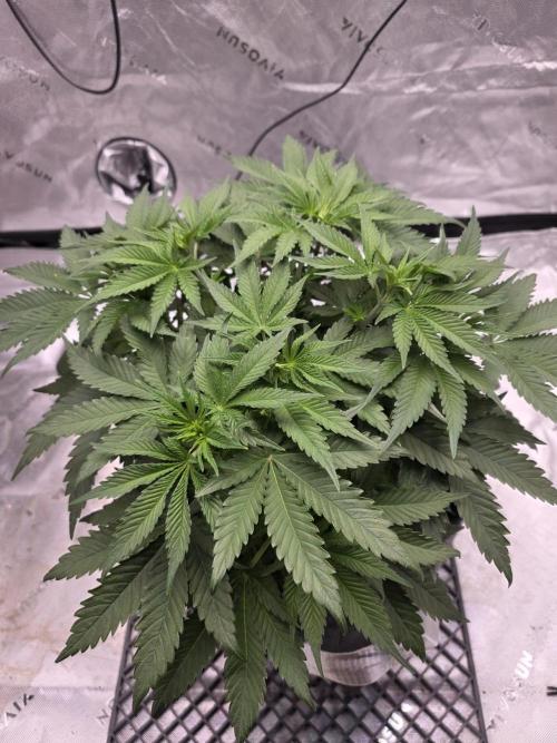 Orange Creampop - HSC. Week 6 - Day 40