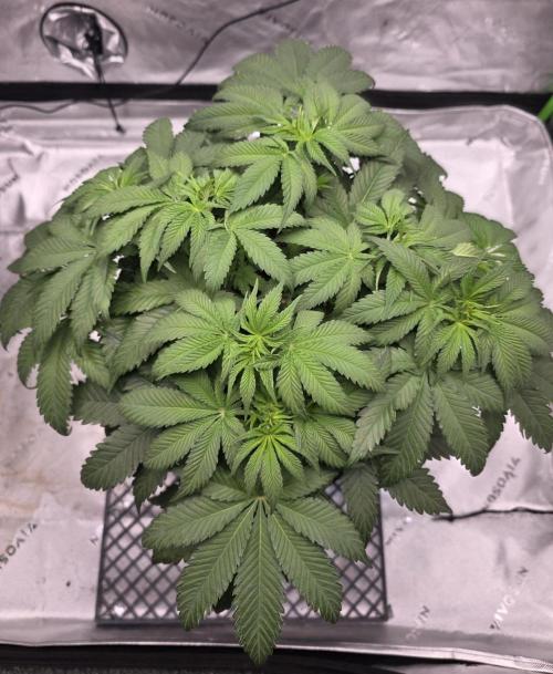 Orange Creampop. Week 6