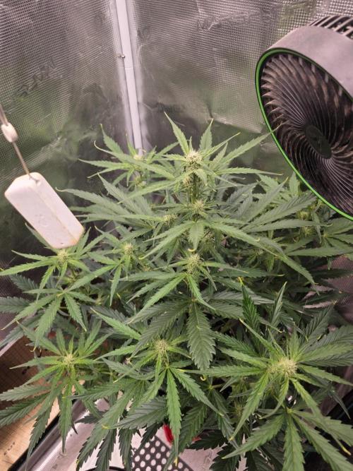 Amnesia Bilbo Auto. Week 6