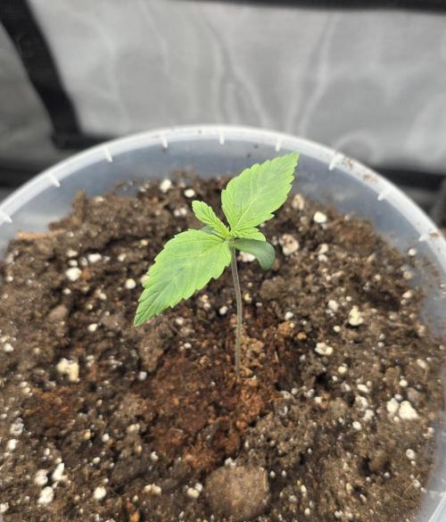 Killer Haze Auto - Outdoor. Week 1 - Day 7