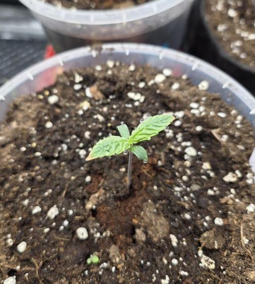 2nd Try Outdoor - Brutalis Auto. Week 1 - Day 7