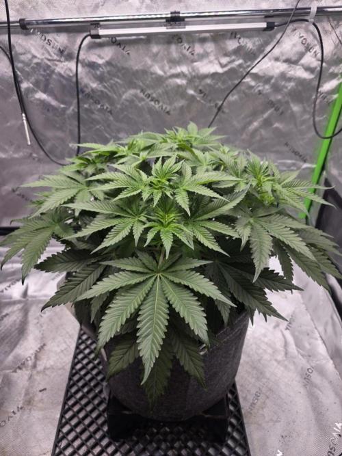 Orange Creampop. Week 6