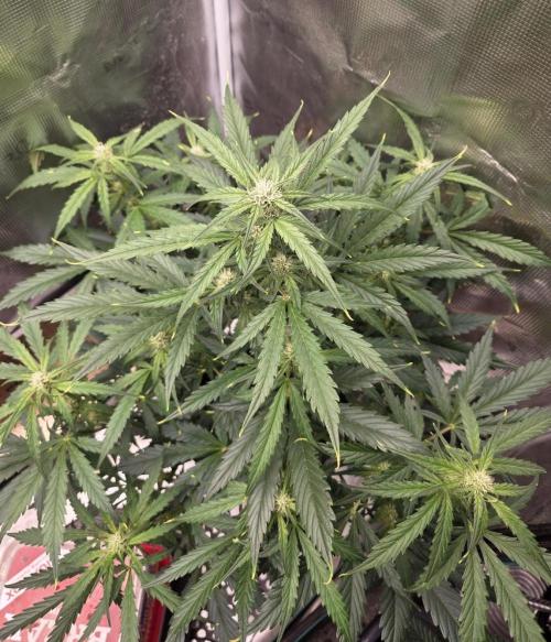 Amnesia Bilbo Auto. Week 6