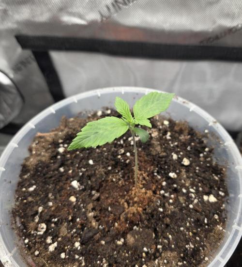 Killer Haze Auto - Outdoor. Week 2 - Day 8