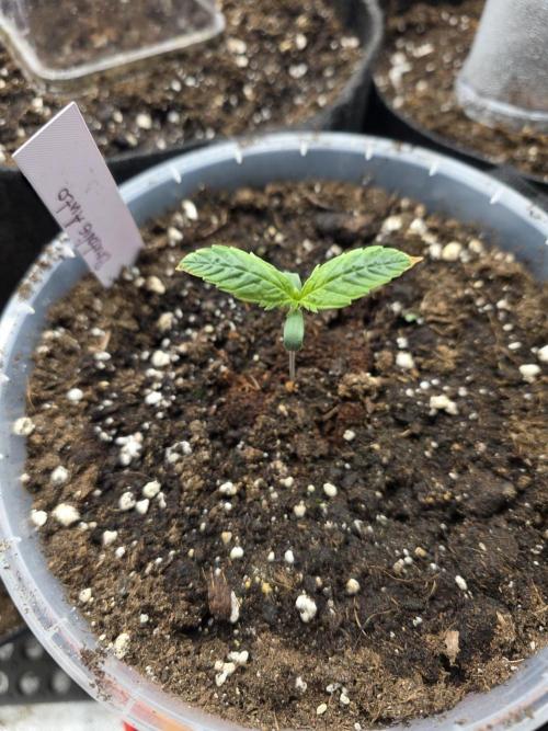 2nd Try Outdoor - Brutalis Auto. Week 2 - Day 8