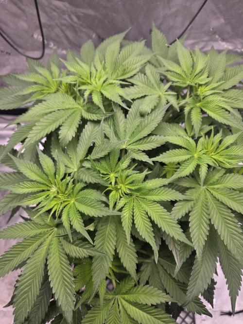 Orange Creampop. Week 7