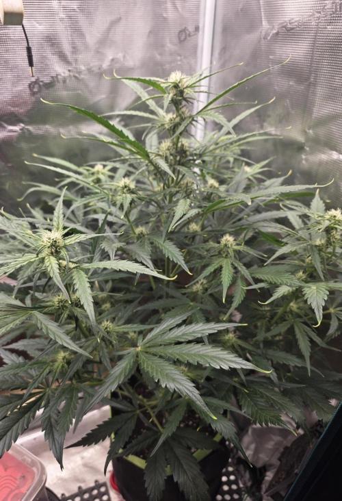 Amnesia Bilbo Auto. Week 7