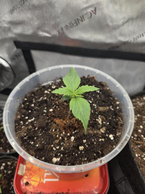 Killer Haze Auto - Outdoor. Week 2 - Day 9