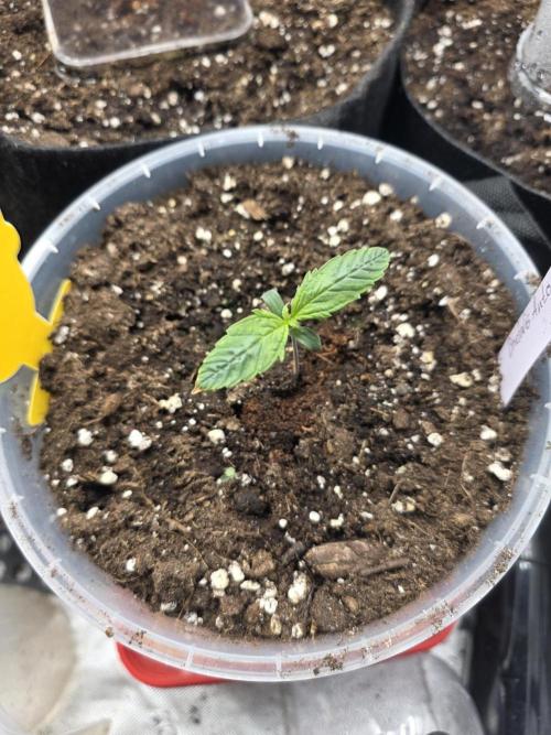 2nd Try Outdoor - Brutalis Auto. Week 2 - Day 9