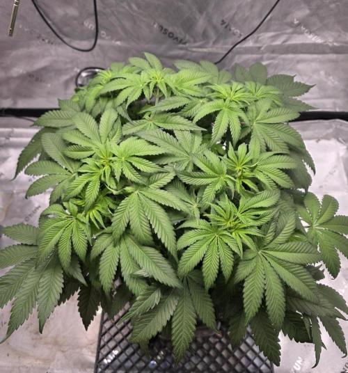 Orange Creampop. Week 7