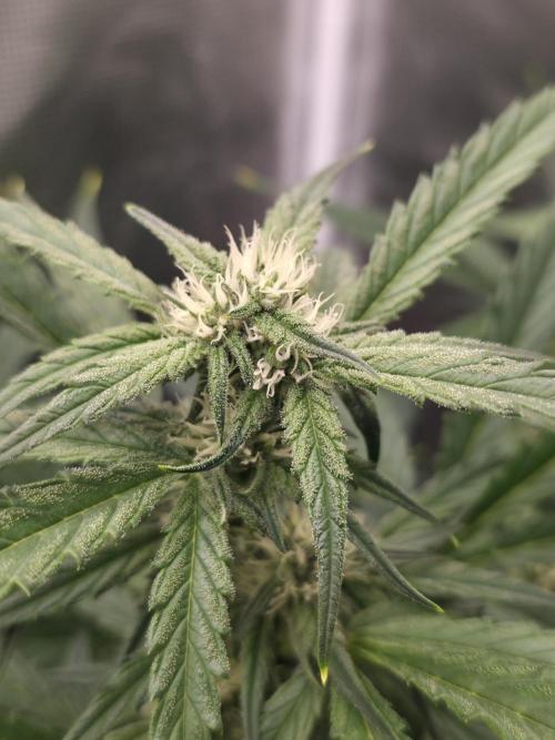 Amnesia Bilbo Auto. Week 7