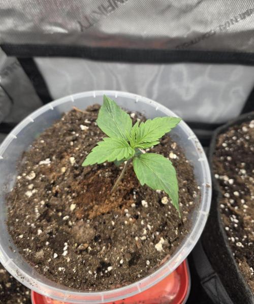 Killer Haze Auto - Outdoor. Week 2 - Day 10
